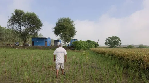 गुरु जी आश्रम के खेतों में